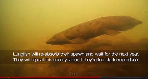AMAZONAS Featured Video: Queensland Lungfish