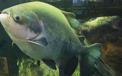 Species Profile: Pacu