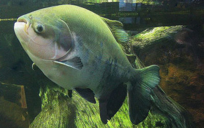 Species Profile: Pacu - AMAZONAS Magazine