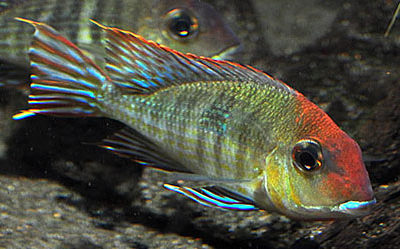 Friday Photospread – Geophagus sp. “Orange Head Tapajos” Surprise