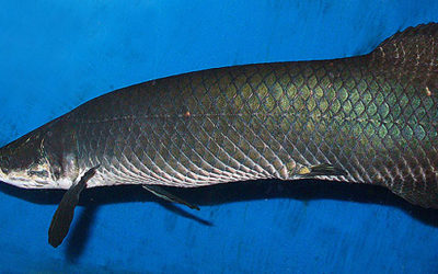 New Arapaima Species Described