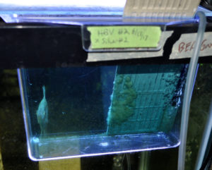 4 days into artificial incubation, 6/23/2013, fry are near free swimming, and fouled eggs are a congealed mess!