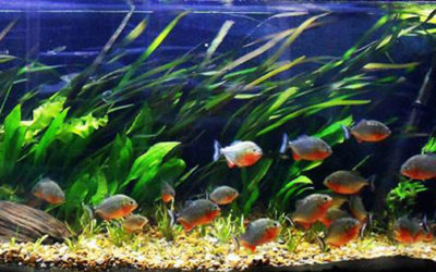 Videos – Jason Stanford’s Planted Piranha Aquarium