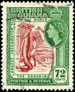 Huge arapaima dwarfs a fisherman on this postage stamp from British Guyana, 1954. (Click to enlarge.)