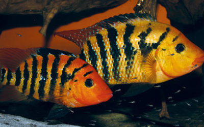 Name That Fish: AMAZONAS Species Quiz Answers