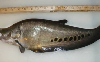 Knifefish Found in Vermont Pond