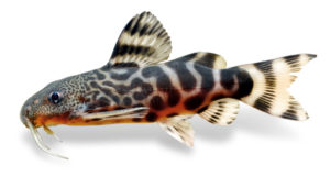 This young Synodontis pardalis is four months old and 1.8 inches (4.5 cm) long. The adult coloration is beginning to form on the head and the banding on the rear half of the body is beginning to dissolve into the typical spot pattern. Synodontis pardalis is particularly attractive at this size. Photo: H.-G. Evers