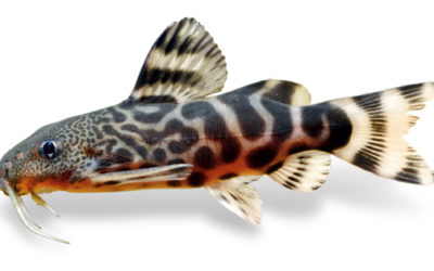 Breeding Successes with Synodontis Catfishes