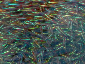 Cardinal Tetras, the backbone of the Rio Negro fishery.