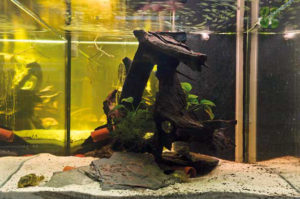 164-gallon aquarium used by the authors to house wild-caught Worm-line Plecos.