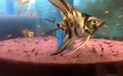 Angelmania: Lee Gordon’s Angelfish Rearing Videos