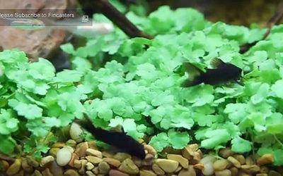 AMAZONAS Video: Black Cory Catfish