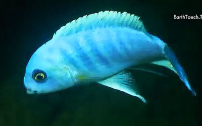 AMAZONAS Video: Cave of the Malawi Cichlids