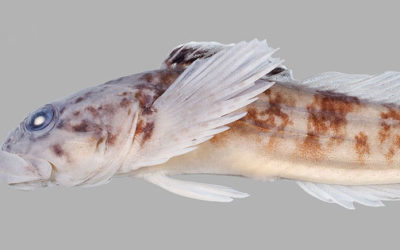 New Native Fish Found: The Cedar Sculpin