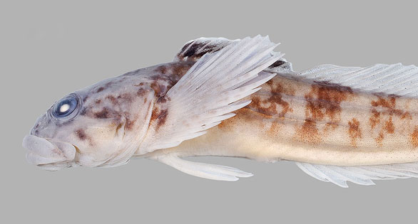 New Native Fish Found: The Cedar Sculpin