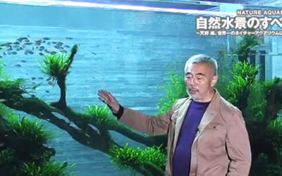 AMAZONAS Video: Amano’s Tallest Aquascape