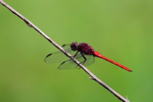 red dragonfly