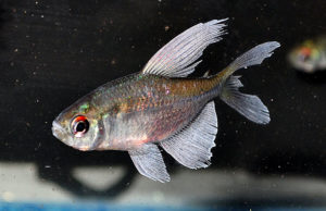 It may not be the best fish just yet, but with good care in you aquarium, it has loads of potential.
