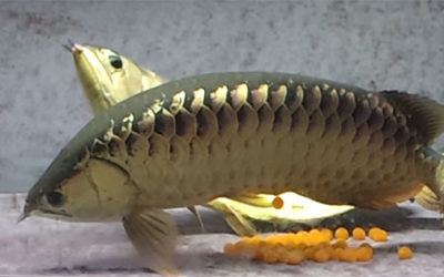 AMAZONAS Video: Arowana Spawning in Aquariums