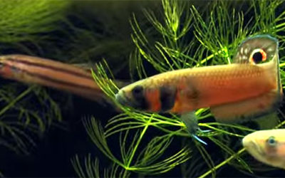 AMAZONAS Video: Betta macrostoma