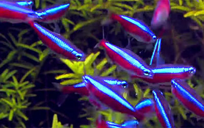 VIDEOS: 100 Cardinal Tetras – the Ultimate Guide to Freshwater Numerology