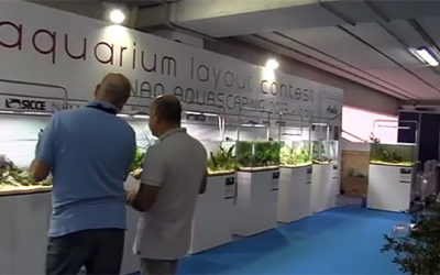 VIDEO: Napoli Aquatica’s 2013 LIVE Aquascaping Contest