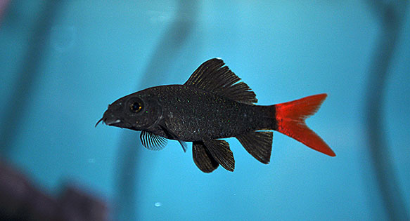 Red-tailed black shark - Wikipedia