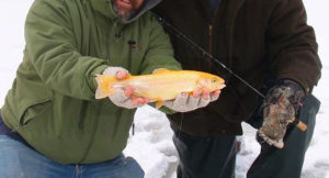 A yellow and pink, Palamino or Golden strain of Rainbow Trout, an unusual "ornamental" coldwater fish!
