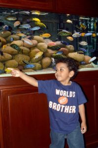 Families can explore displays of fish from around the world at Aquatic Experience - Chicago. Photo courtesy of the World Pet Association.