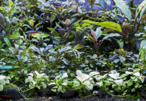 Foreground plants, including a 'platinum' variant of Anubias minima