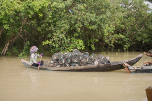 Overfishing in the flooded forest around the Tonle Sap Lake is a major threat to D. pulcher