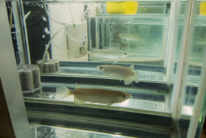 Asian arowana being raised in Mr. Sato's lab as part of a re-release program