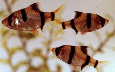 The Tiger Barb Revisited