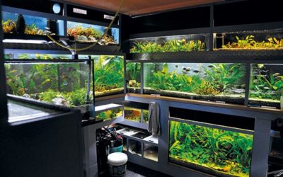 Fishroom: Hubert Selig & Tanks on Wheels