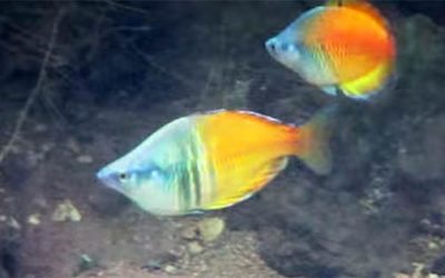 Video: Boesemani Rainbowfish In The Wild