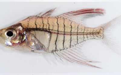 Newly-Described Sexually Dimorphic Glassfish Species, Gymnochanda ploegi