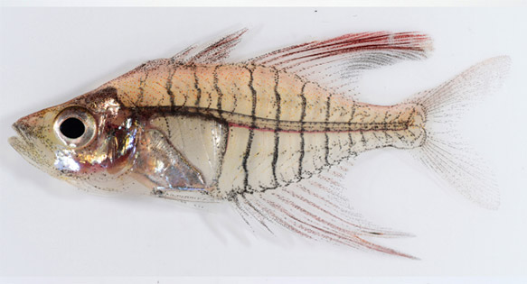 Newly-Described Sexually Dimorphic Glassfish Species, Gymnochanda ploegi