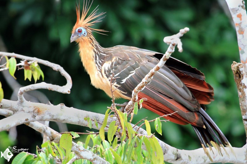 hoatzin (7)ed (Copy) (Copy)