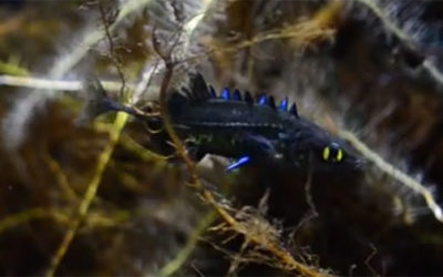 Friday Night Finds: Gorgeous Korean Freshwater Fishes!