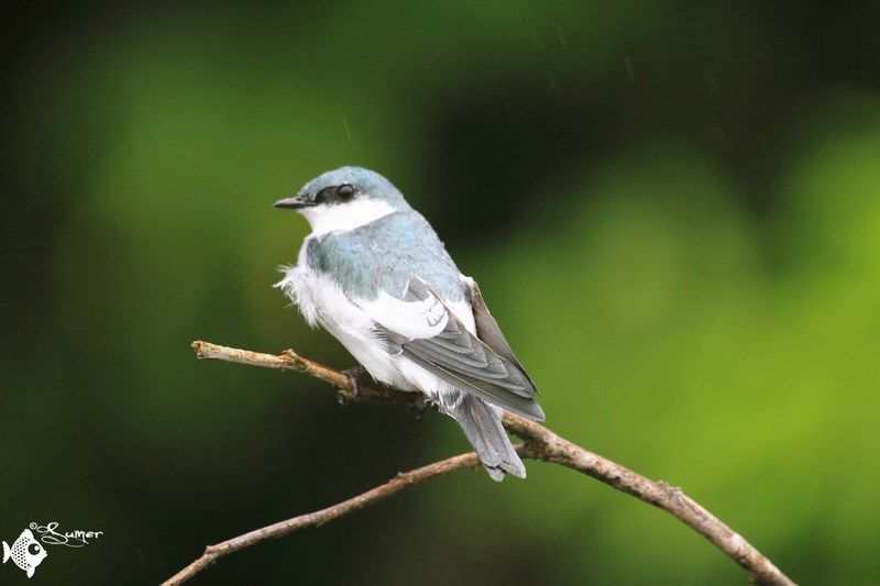 white winged swallow (1) (Copy) (Copy)