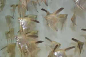Another look at the young angelfish carrying Bulgarian Green genetics, fresh from their trans-Atlantic trip.