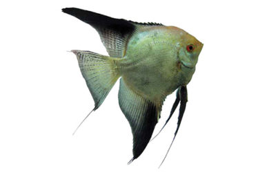 AMAZONAS Excerpt: The Next Big Angelfish Gene!