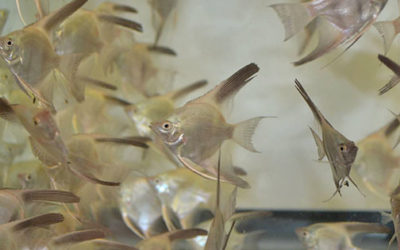 Bulgarian Green Angelfish Genetics Arrive in the US!