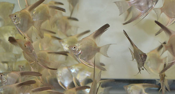 Bulgarian Green Angelfish Genetics Arrive in the US!