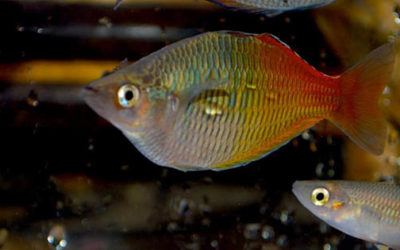 Forgotten Treasures of the Ayamaru Lakes, West Papua New Guinea