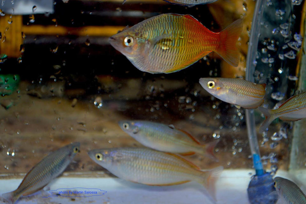 Forgotten Treasures Of The Ayamaru Lakes West Papua New Guinea