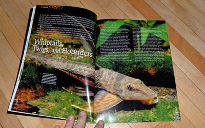 Whiptails – AMAZONAS Hard Copy Preview – Jan/Feb 2015