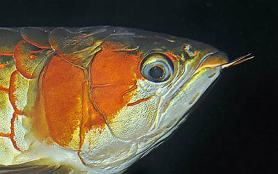 Eye-Droop in Arowana and Arapaima gigas