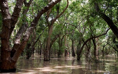 Cambodia’s Amazon: the Tonle Sap