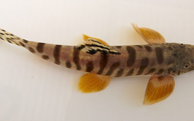 Coming soon: Incredible new freshwater species from Vietnam